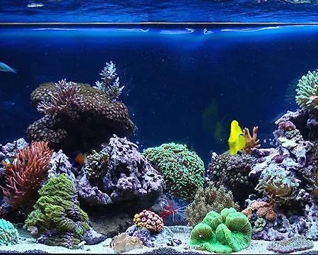 Ruby 60 M From